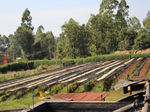Load image into Gallery viewer, Kenya AA Thirikwa Gakuyu-ini
